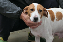ARANCHINA, Hund, Segugio Italiano-Mix in Italien - Bild 4