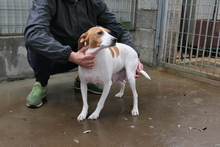 ARANCHINA, Hund, Segugio Italiano-Mix in Italien - Bild 5