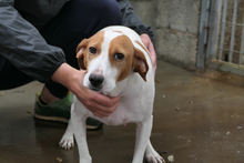 ARANCHINA, Hund, Segugio Italiano-Mix in Italien - Bild 6