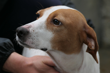 ARANCHINA, Hund, Segugio Italiano-Mix in Italien - Bild 7