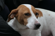 ARANCHINA, Hund, Segugio Italiano-Mix in Italien - Bild 8