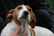 ARANCHINA, Hund, Segugio Italiano-Mix in Italien - Bild 9