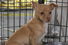SOFIA, Hund, Chihuahua-Mix in Italien - Bild 10