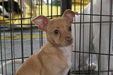 SOFIA, Hund, Chihuahua-Mix in Italien - Bild 11