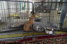 SOFIA, Hund, Chihuahua-Mix in Italien - Bild 12