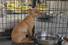 SOFIA, Hund, Chihuahua-Mix in Italien - Bild 13