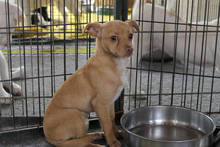 SOFIA, Hund, Chihuahua-Mix in Italien - Bild 2