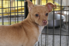 SOFIA, Hund, Chihuahua-Mix in Italien - Bild 3