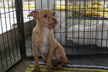 SOFIA, Hund, Chihuahua-Mix in Italien - Bild 4