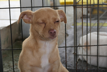 SOFIA, Hund, Chihuahua-Mix in Italien - Bild 5