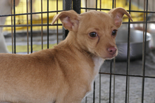SOFIA, Hund, Chihuahua-Mix in Italien - Bild 6