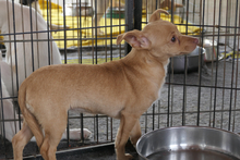SOFIA, Hund, Chihuahua-Mix in Italien - Bild 7