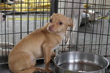 SOFIA, Hund, Chihuahua-Mix in Italien - Bild 8