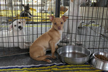 SOFIA, Hund, Chihuahua-Mix in Italien - Bild 9