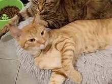 JESSO, Katze, Europäisch Kurzhaar in Bulgarien - Bild 1
