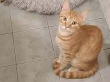JESSO, Katze, Europäisch Kurzhaar in Bulgarien - Bild 2