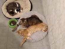 JESSO, Katze, Europäisch Kurzhaar in Bulgarien - Bild 3