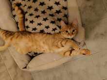 JESSO, Katze, Europäisch Kurzhaar in Bulgarien - Bild 5