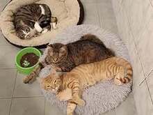 JESSO, Katze, Europäisch Kurzhaar in Bulgarien - Bild 6