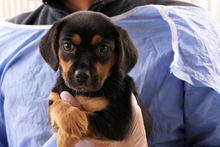 PISTOLLINA, Hund, Pinscher-Mix in Italien - Bild 1
