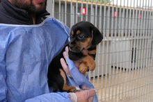 PISTOLLINA, Hund, Pinscher-Mix in Italien - Bild 10