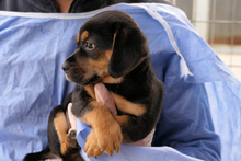 PISTOLLINA, Hund, Pinscher-Mix in Italien - Bild 11