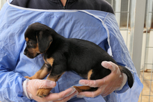PISTOLLINA, Hund, Pinscher-Mix in Italien - Bild 12