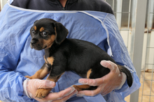 PISTOLLINA, Hund, Pinscher-Mix in Italien - Bild 2