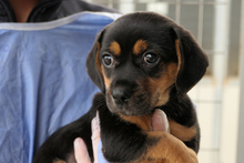 PISTOLLINA, Hund, Pinscher-Mix in Italien - Bild 3
