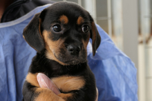 PISTOLLINA, Hund, Pinscher-Mix in Italien - Bild 4