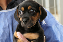 PISTOLLINA, Hund, Pinscher-Mix in Italien - Bild 5