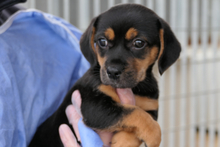 PISTOLLINA, Hund, Pinscher-Mix in Italien - Bild 6