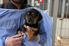 PISTOLLINA, Hund, Pinscher-Mix in Italien - Bild 7