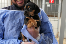PISTOLLINA, Hund, Pinscher-Mix in Italien - Bild 8
