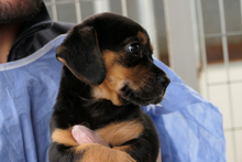 PISTOLLINA, Hund, Pinscher-Mix in Italien - Bild 9