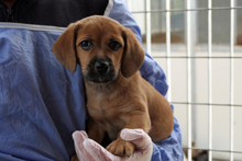PISTOLLINO, Hund, Pinscher-Mix in Italien - Bild 10