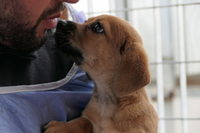 PISTOLLINO, Hund, Pinscher-Mix in Italien - Bild 11