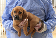 PISTOLLINO, Hund, Pinscher-Mix in Italien - Bild 2