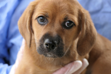PISTOLLINO, Hund, Pinscher-Mix in Italien - Bild 4