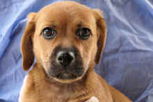 PISTOLLINO, Hund, Pinscher-Mix in Italien - Bild 5