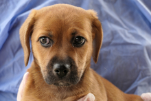 PISTOLLINO, Hund, Pinscher-Mix in Italien - Bild 6