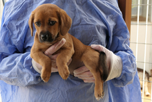 PISTOLLINO, Hund, Pinscher-Mix in Italien - Bild 7