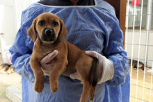 PISTOLLINO, Hund, Pinscher-Mix in Italien - Bild 8