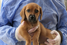 PISTOLLINO, Hund, Pinscher-Mix in Italien - Bild 9