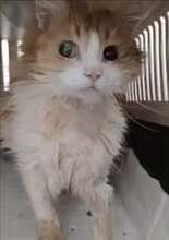BJELLA, Katze, Europäisch Kurzhaar in Bulgarien - Bild 2