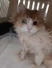 BJELLA, Katze, Europäisch Kurzhaar in Bulgarien - Bild 3