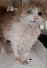 BJELLA, Katze, Europäisch Kurzhaar in Bulgarien - Bild 4