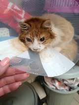 BJELLA, Katze, Europäisch Kurzhaar in Bulgarien - Bild 5