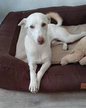 BEN, Hund, Mischlingshund in Hannover - Bild 1