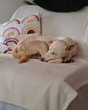 BEN, Hund, Mischlingshund in Hannover - Bild 2